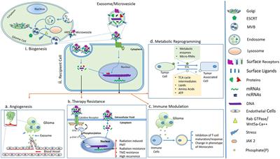 Extracellular Vesicles As Modulators of Tumor Microenvironment and Disease Progression in Glioma